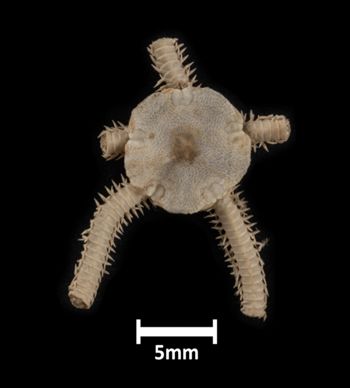 Media type: image;   Invertebrate Zoology OPH-1442 Description: Largest specimen in lot, top down view.;  Aspect: dorsal2